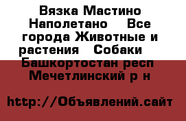 Вязка Мастино Наполетано  - Все города Животные и растения » Собаки   . Башкортостан респ.,Мечетлинский р-н